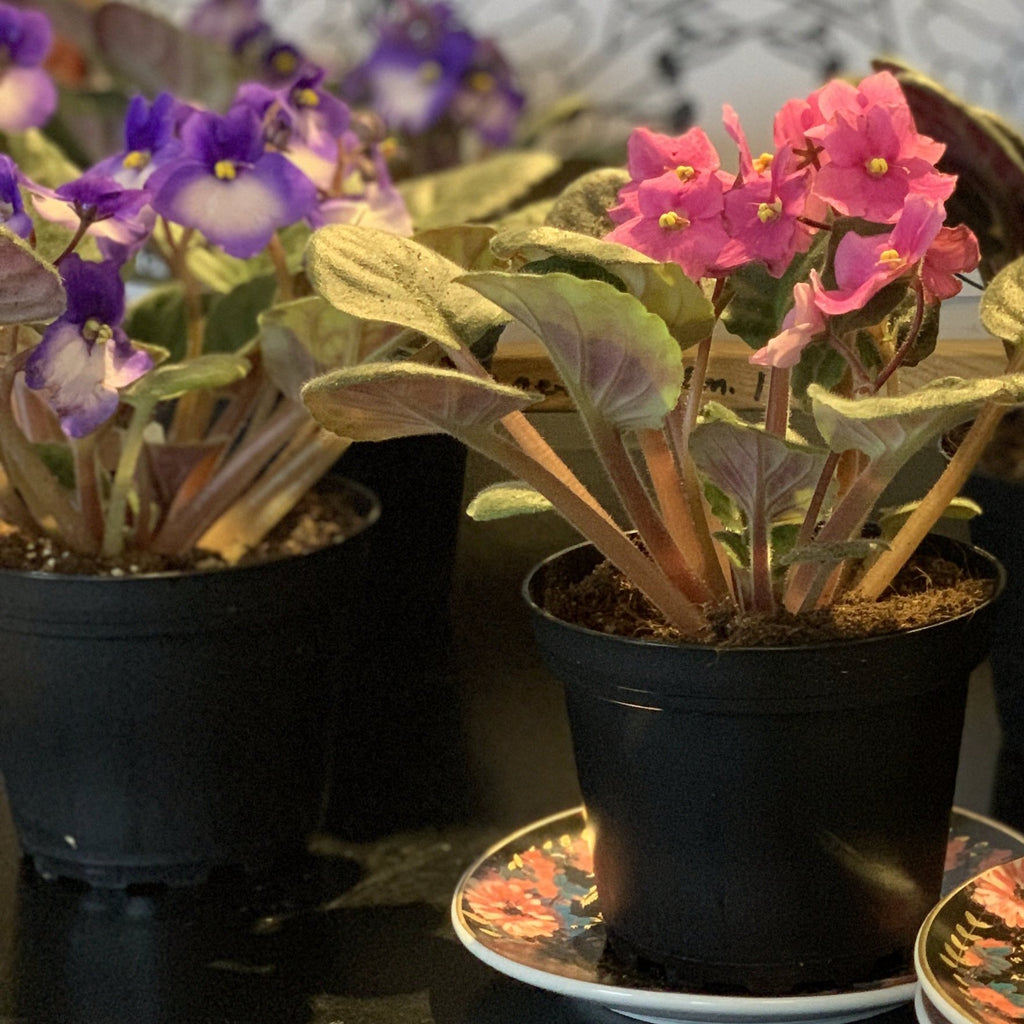 African Violets