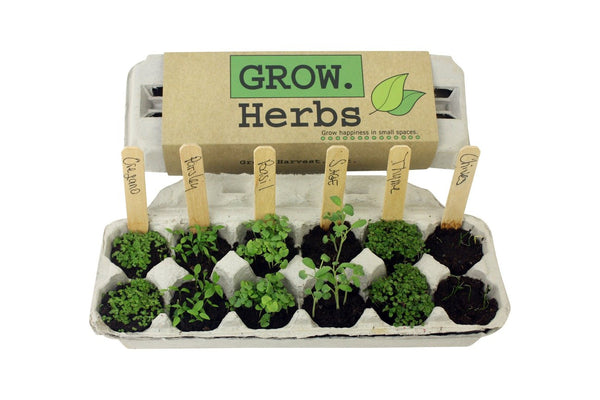 Grow Herbs Egg Carton Patio Garden