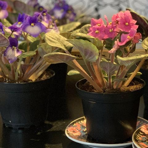 African Violets
